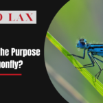 What Is the Purpose of a Dragonfly